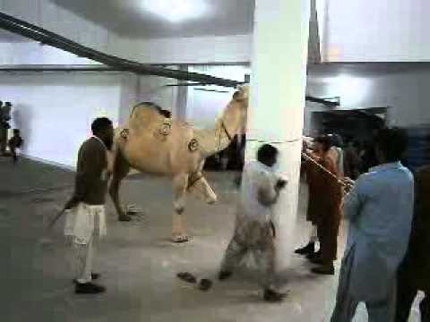 camel qurbani - The Camel Qurbani at Al-Huda Complex H-11 Islamabad on Eid Ul Azha Nov 2011.