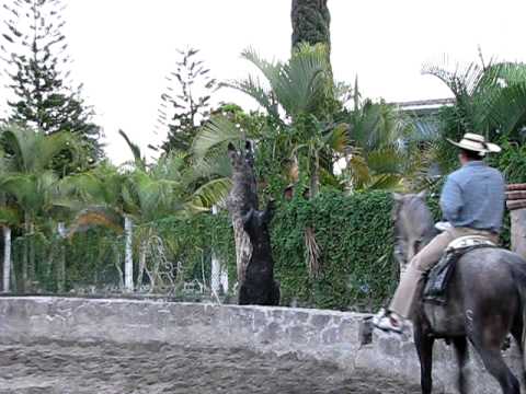 tetecala morelos -