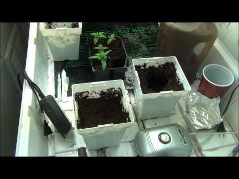 how to transplant into coco