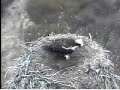 DPOF Osprey mating and nestorations 3/27/08