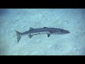 Cayman Aggressor IV - Day 1 & 2 (28 Jun - 5 Jul)