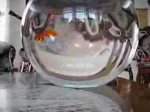 how to take care of a red ryukin goldfish