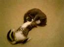 kitten fight