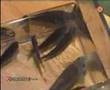 Doctor Fish Slovakia * www.doktor-ryba.sk * Garra Rufa *