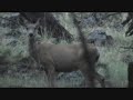 Mule Deer