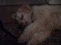 The Talking Dog Ep 1