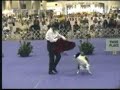 Pepper performing the bullfight Pepper performing the bullfight