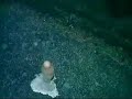 Diet coke + Mentos