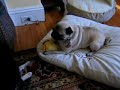 Arlington Pugs- H, Arliss and Louie and the funny noise