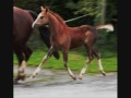 Oldenburg Colt by Richelshagen (Rubinstein) x Donnerhall