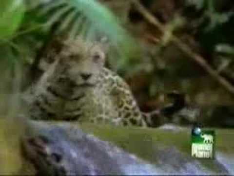 peccary