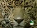 Jaguar kills Peccary and Caiman.