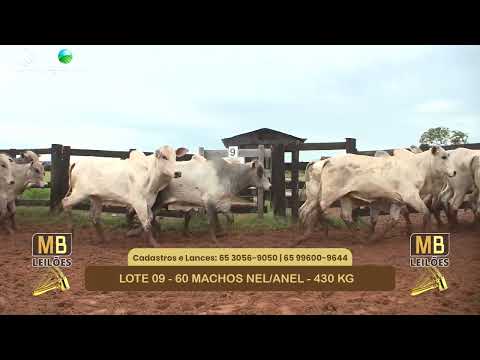 542� LEIL�O VIRTUAL MB LEIL�ES
