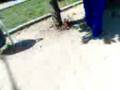 videos de TeamxJuegosenelcondominiomassegurodelmundoalladodelacasadelEdson