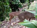 Venados En Jardin De Casa Quintas Del Bosque El Salvador