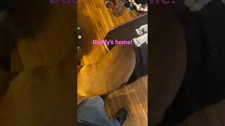 Daddy’s home #youtubeshorts #dogs #dog #dogshorts #subscribe #like #love #family #cute #cutedog by Puffin Pete