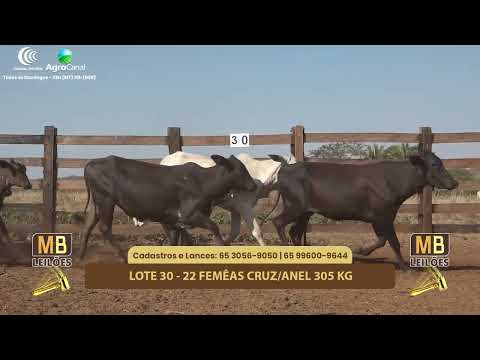516� LEIL�O VIRTUAL MB LEIL�ES