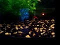 Piranha: 15 Baby RBP\