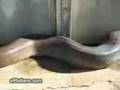 serpiente