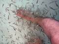 videos de Fish For Therapy