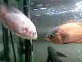 oscar fish stare down oscar fish stare down