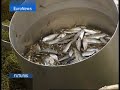 euronews   futuris   en   volga