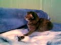 Cute Kitty
