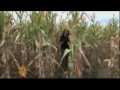 Zimbabwe Farmers Mad at Government