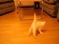 szalony kot crazy kitten