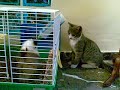 Nuevos amigos Nuevos amigos