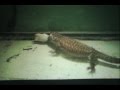 Mouse Does His Best To Not Be Eaten By Savanna Monitor