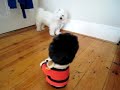 Little Drummer Dog