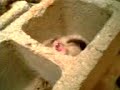 YouTubeサムネイル[qT3IK33ADOc] - 2枚目