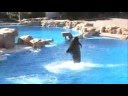 As baleias Musica Titanic Instrumental
