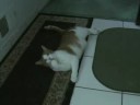 Mickey the friendly cat Mickey the friendly cat