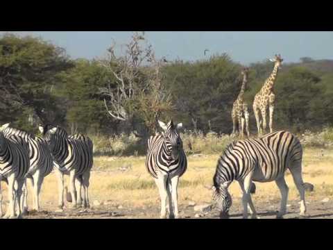 Etosha - Into the Namibian Spoors
