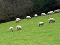 black sheep of the family