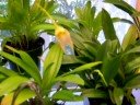 orchidarium orchidarium
