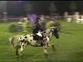 Knabstrupper stallion, deckhengst Upal von Norholm