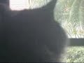 Dramatic Cat Dramatic Cat