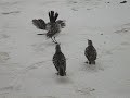 Mocking Birds dancing on Galapagos Archipelago