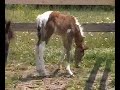 Sterling Curlies part 3 - 1st Curly Horse filly