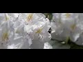 Steenhommel Rhododendron Steenhommel Rhododendron