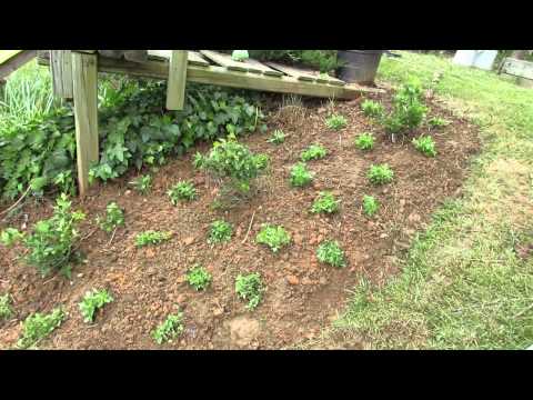 how to transplant oregano