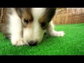 100730シェットランド・シープドッグ