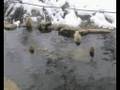Snow Monkeys 地獄谷温泉