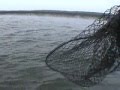 Musky Nuts