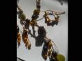 videos de Collection Acai Seeds and Tagua Nuts Jewelry