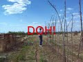 Yucca Flower Stalks For Pole Beans