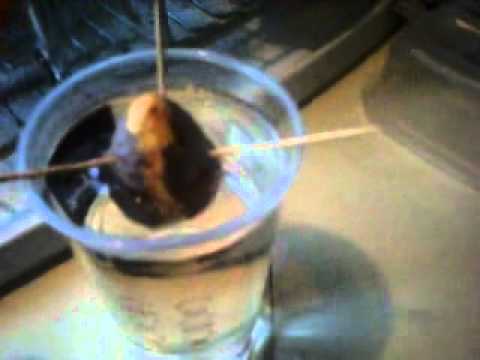 how to replant an avocado seed